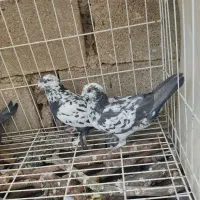 کفتر سوسکی پرشی