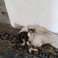 گربه خانگی