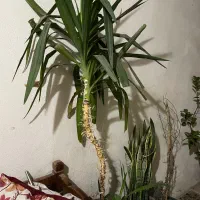 درخچه یوگا طبیعی