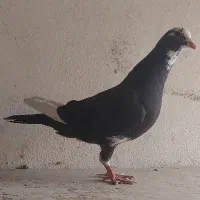 ماده قره کرمونی جوون