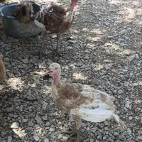 بوقلمون