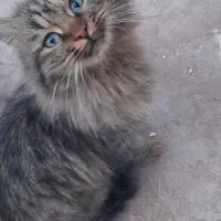 گربه ناز )ماده هست(