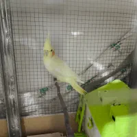 جفت عروس هلندی|پرنده|نقده, |دیوار