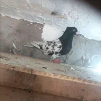 کله ای|پرنده|مسجد سلیمان, |دیوار