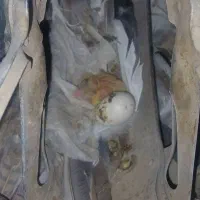 دوتا کبوتر نر گم شده