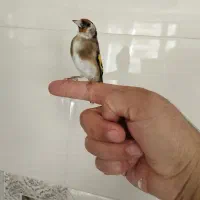 جوجه سهره نر و ماده بروجرد