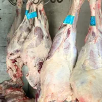 پخش گوشت ران سردست گوساله جونه گیلک کردی