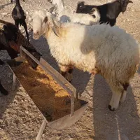کهره وبره نر|حیوانات مزرعه|بندر کنگان, |دیوار