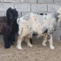 میش بختیاری اصل ۲قلوزا ب همراه ۲تا بره نر ماده