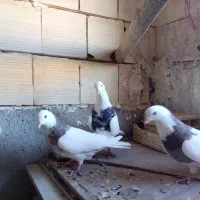 کبوتر طوقی|پرنده|لالجین, |دیوار