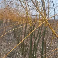 فروش نهال|خدمات باغبانی و درختکاری|خسروشاه, |دیوار