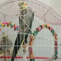 عروس هلندی نر و ماده