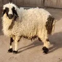 بره نر فروشی
