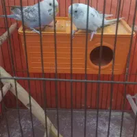 مرغ عشق زیبا