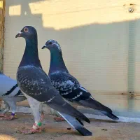 سید جوجه آلمانی سبز پولکی پرشی سوسکی صید چاپی پولک|پرنده|مشهد, پورسینا|دیوار