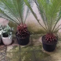 دو عد سیکاس بزرگ وچند عدد گلدان دیگر