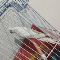 البینو|پرنده|نیریز, |دیوار