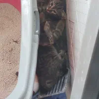 گربه