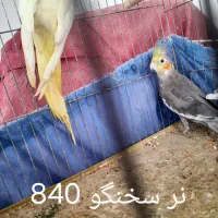 عروس هلندی|پرنده|لنگرود, |دیوار