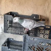 کبوتر|پرنده|لنجان, |دیوار