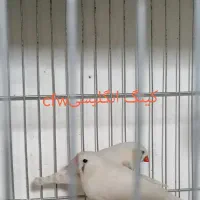 فنج کینگ و بنگالی