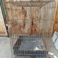 قفس