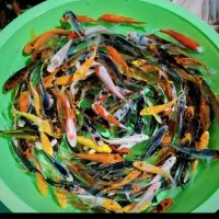 ماهی قرمز|ماهی|سلطانیه, |دیوار