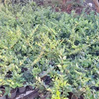 یاس هلندی سطل۳.۵|گل و گیاه طبیعی|رودسر, |دیوار