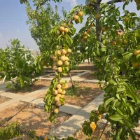 سه-خواب-حیاط-مستقل