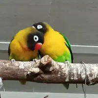 طوطی برزیلی مولد بشرط