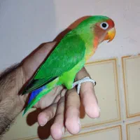 طوطی کتوله نر بالغ رام دستی