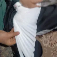 کفتر|پرنده|مشهد, عباس‌آباد|دیوار