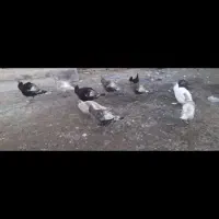 فروش بوقلمون