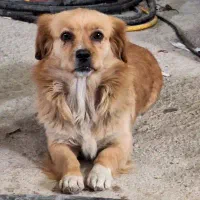 سگ پاپی پا کوتاه ماده سالم وسلامت