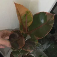 گول