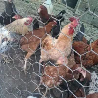 مرغ محلی اصل|حیوانات مزرعه|رامیان, |دیوار