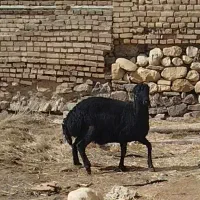 بره ماده قره قزل