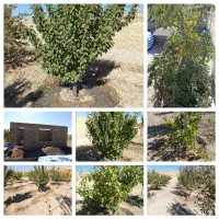 خانه باغ روستای ترکمانکندی