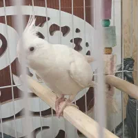 عروس هلندی