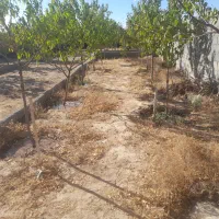 باغ با درختان بزرگ|فروش زمین و ملک کلنگی|مشهد, درزآب|دیوار