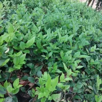 یاس نایلکسی|خدمات باغبانی و درختکاری|کلاچای, |دیوار