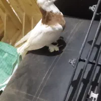 کفتر طوقی|پرنده|سرایان, |دیوار