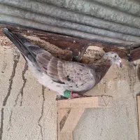 کفتر خطی|پرنده|محمدیه-قزوین, |دیوار