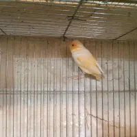 قناری|پرنده|کوار, |دیوار