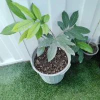نهال نایاب لانگست خوشه ای|گل و گیاه طبیعی|تهران, بوستان چیتگر|دیوار