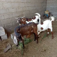 سه عدد کهره دوتا نر چپشت یکی‌ ماده کیسه