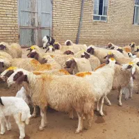 ۴۰ راس میش سنجابی