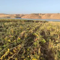 سرکارگرکشاورزی