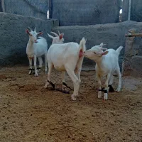 بزسانن بزغاله اصل|حیوانات مزرعه|خواف, |دیوار