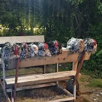 خروس مینیاتوری کوشین